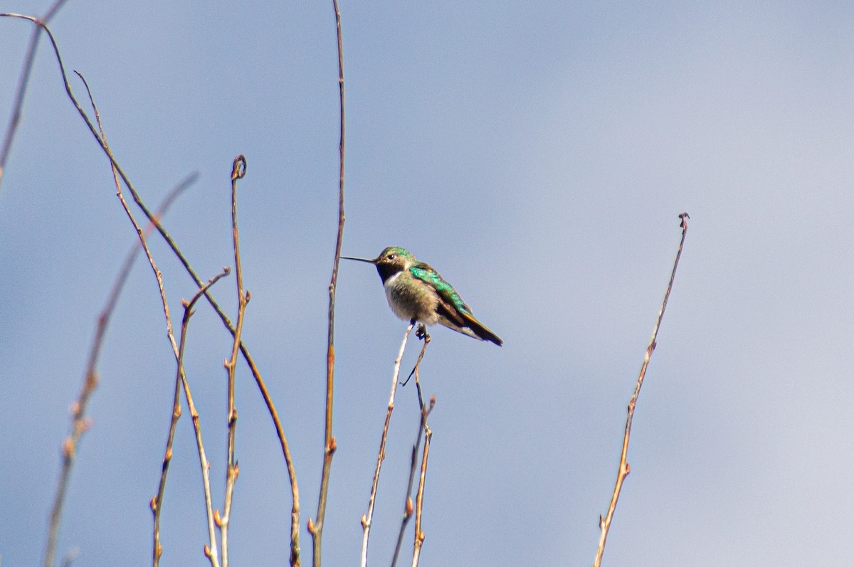 Broad-tailed Hummingbird - Matt Blaze