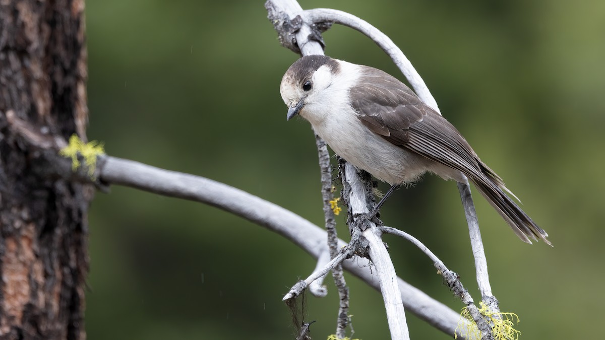 Canada Jay - Liam Hutcheson