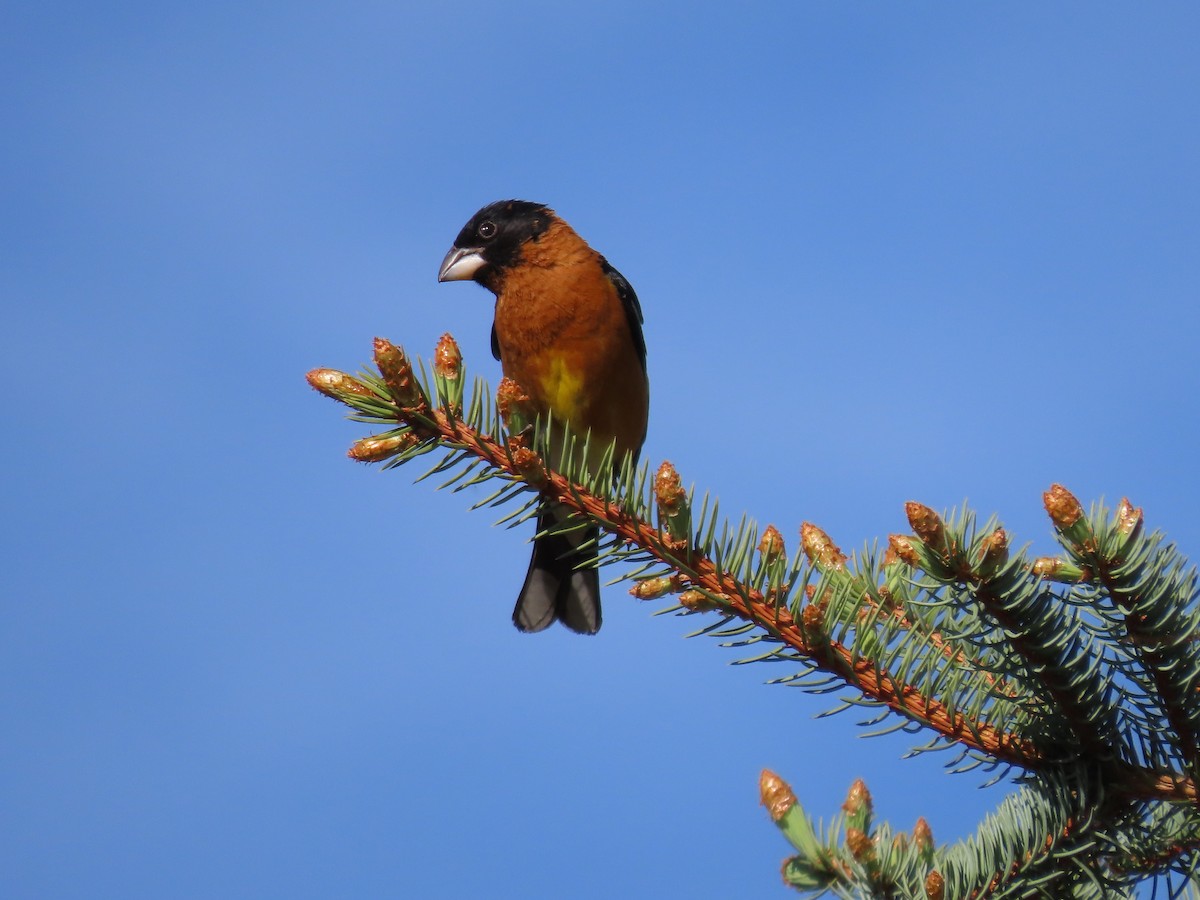 Black-headed Grosbeak - ML619326990