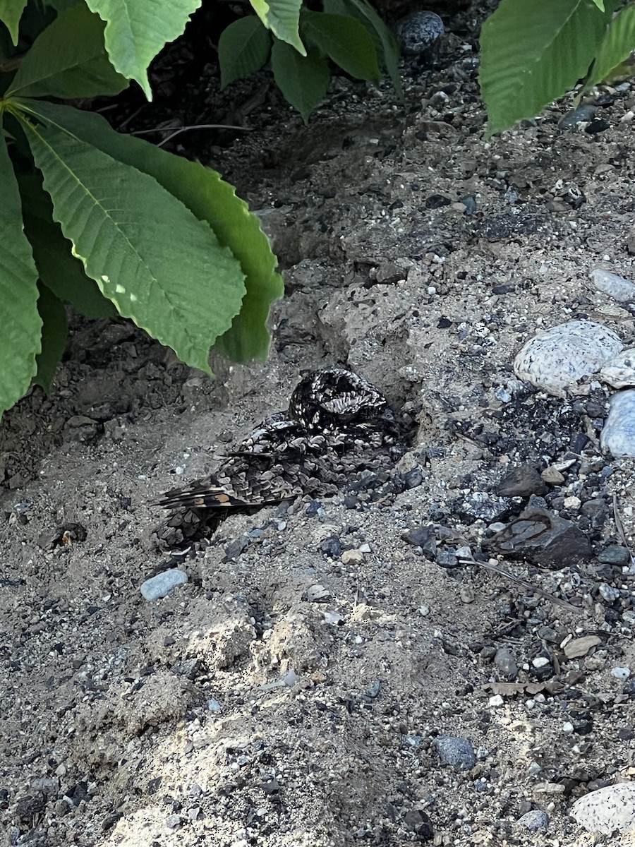 Common Poorwill - Jennifer Standish