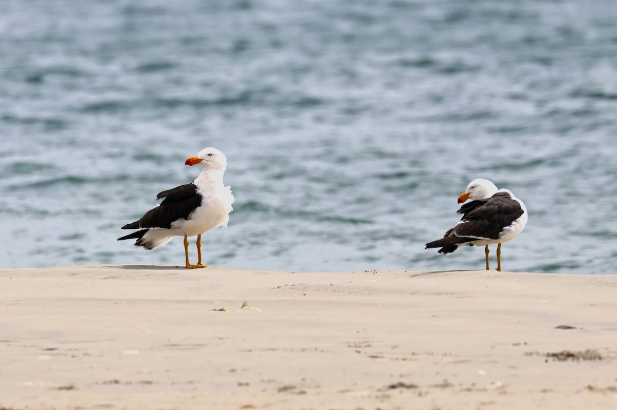 Pacific Gull - Anonymous