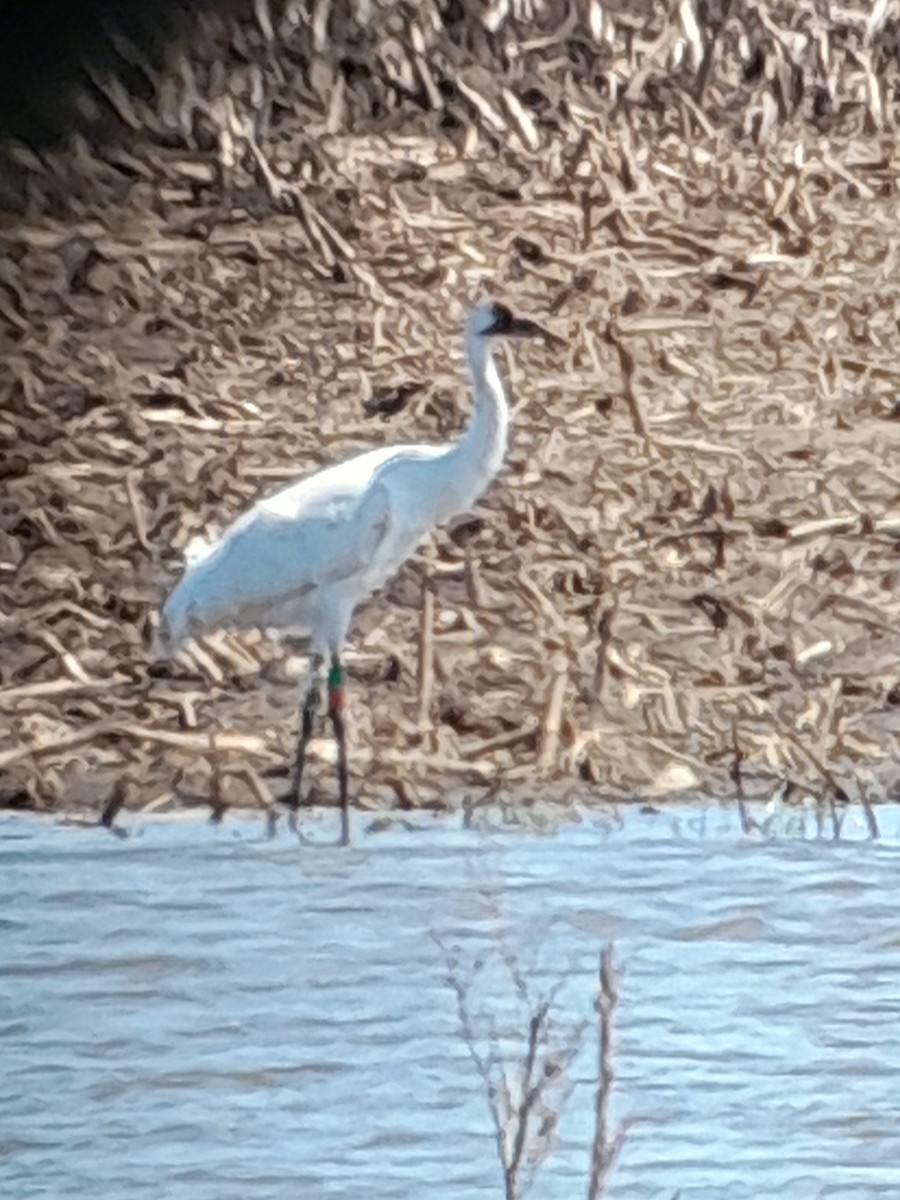 Whooping Crane - Brad Grover