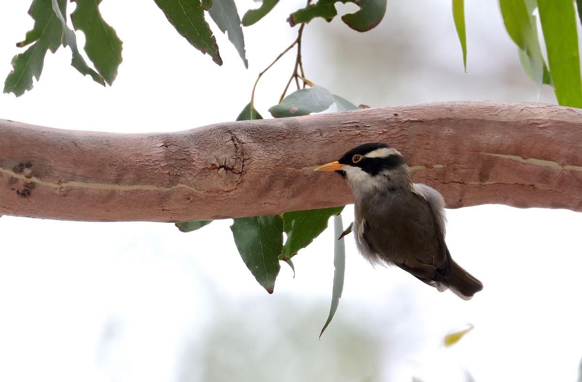 Strong-billed Honeyeater - Anonymous