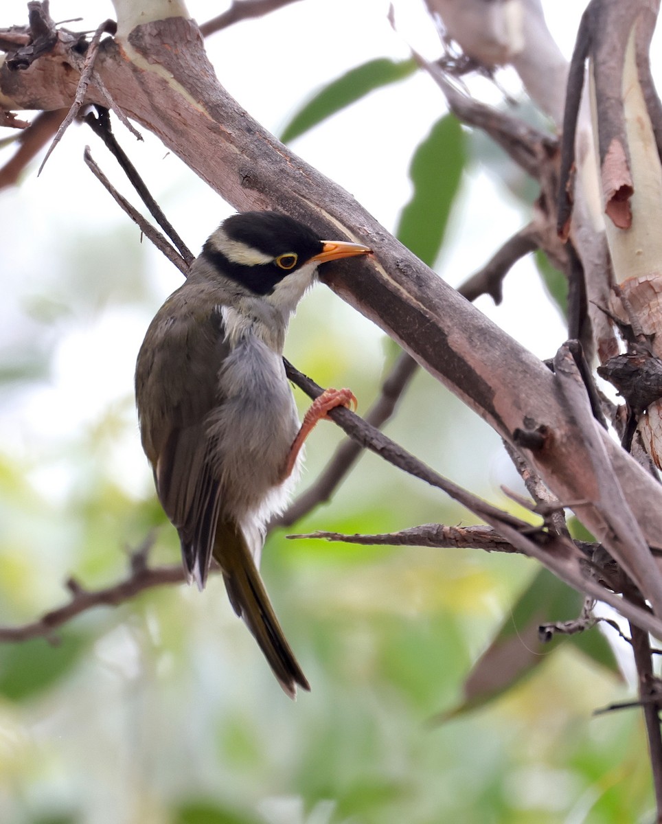 Strong-billed Honeyeater - Anonymous