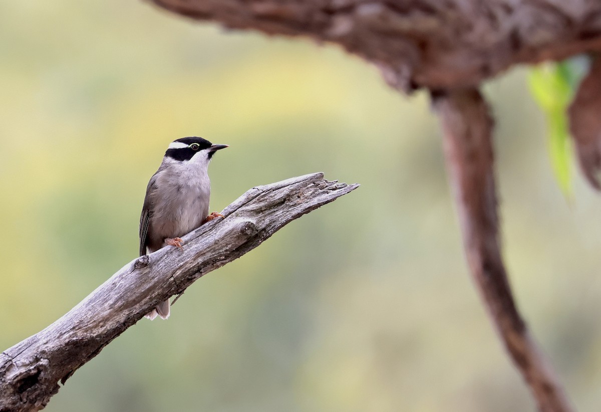 Strong-billed Honeyeater - Anonymous