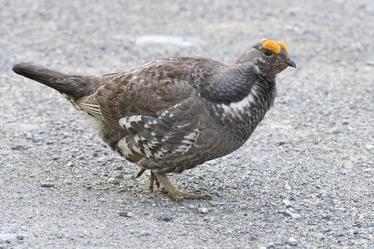 Dusky Grouse - ML619327032