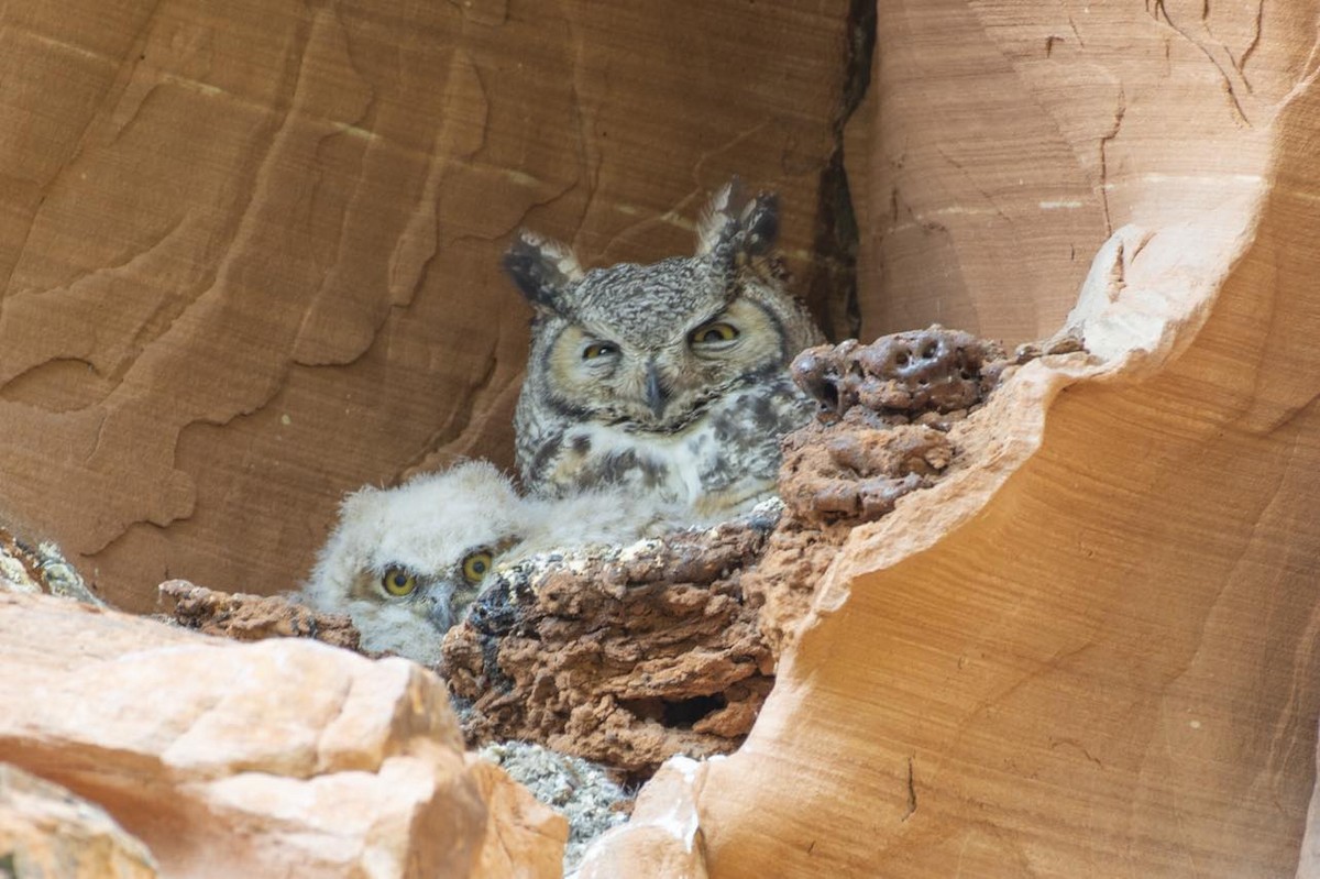 Great Horned Owl - ML619327044