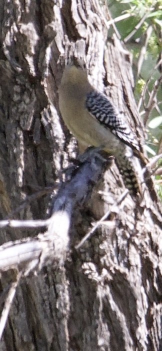 Gila Woodpecker - Robert Snider