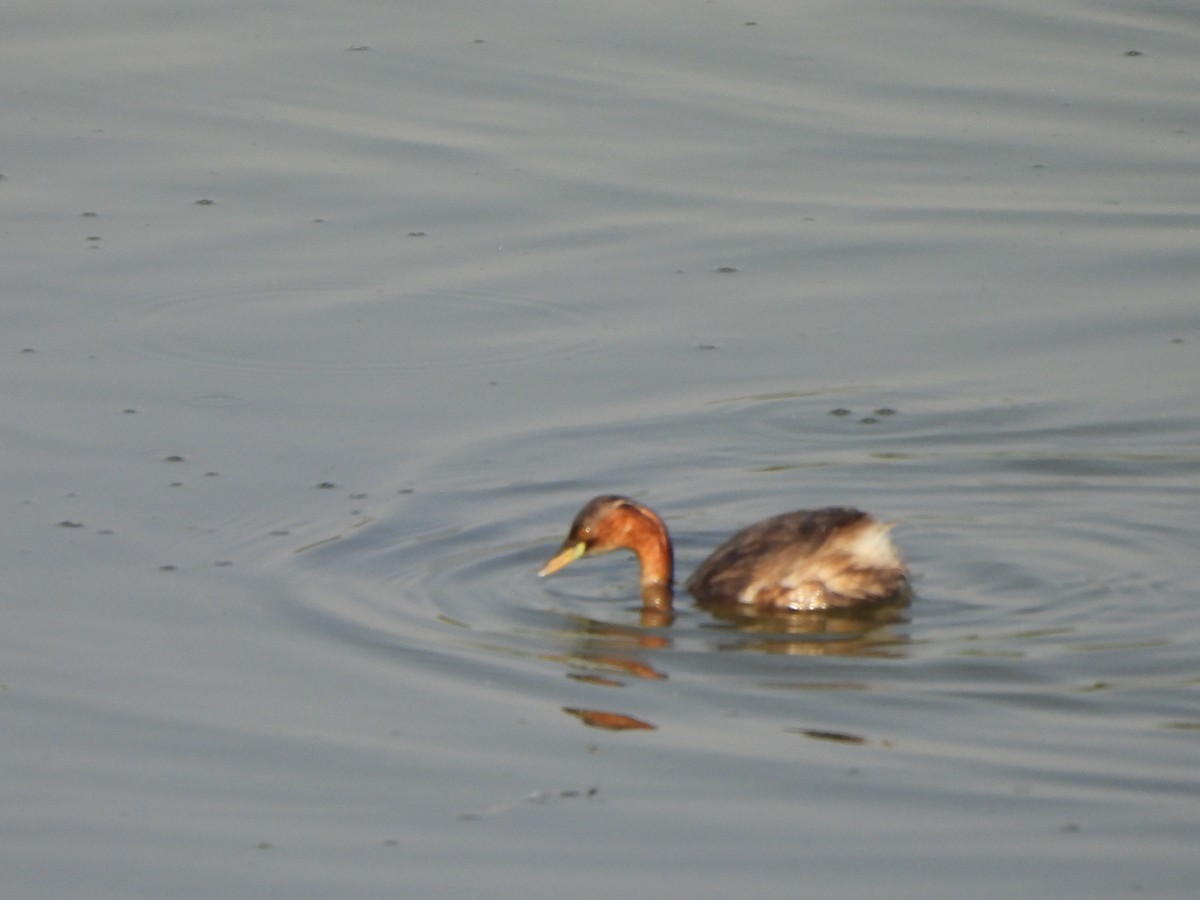 Little Grebe - ML619327048