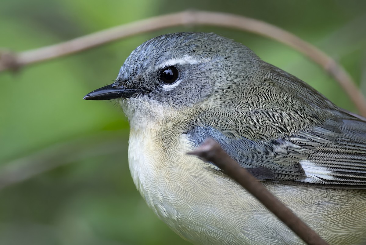 Black-throated Blue Warbler - Mitchell Goldfarb