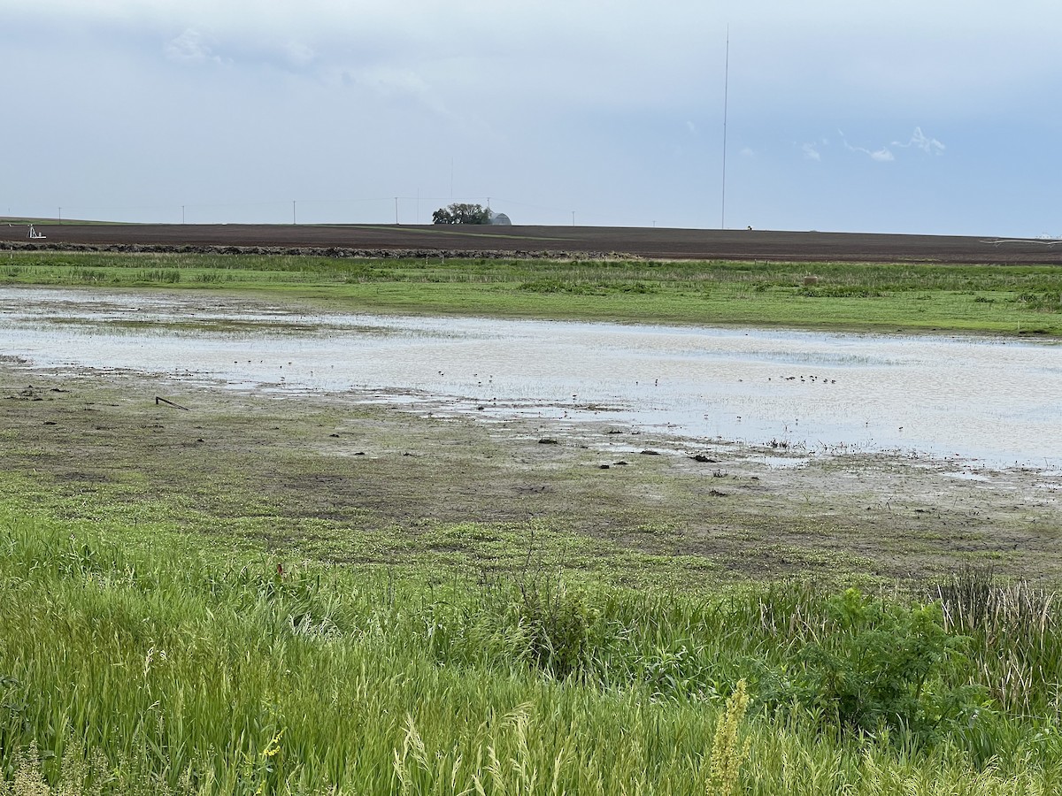 White-rumped Sandpiper - ML619327070