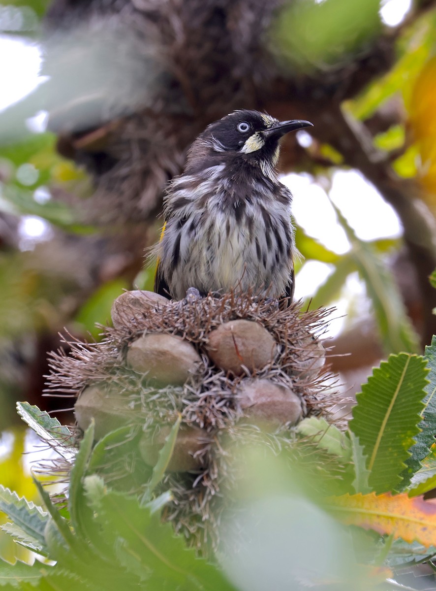 New Holland Honeyeater - Anonymous