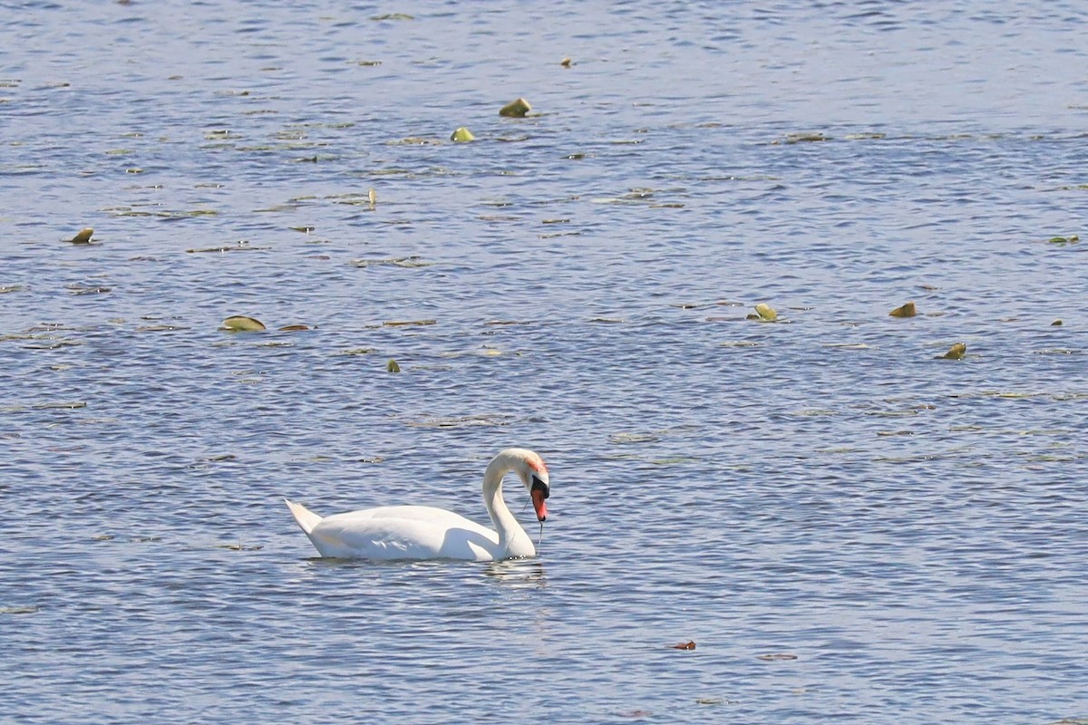 Mute Swan - Nolan Kerr