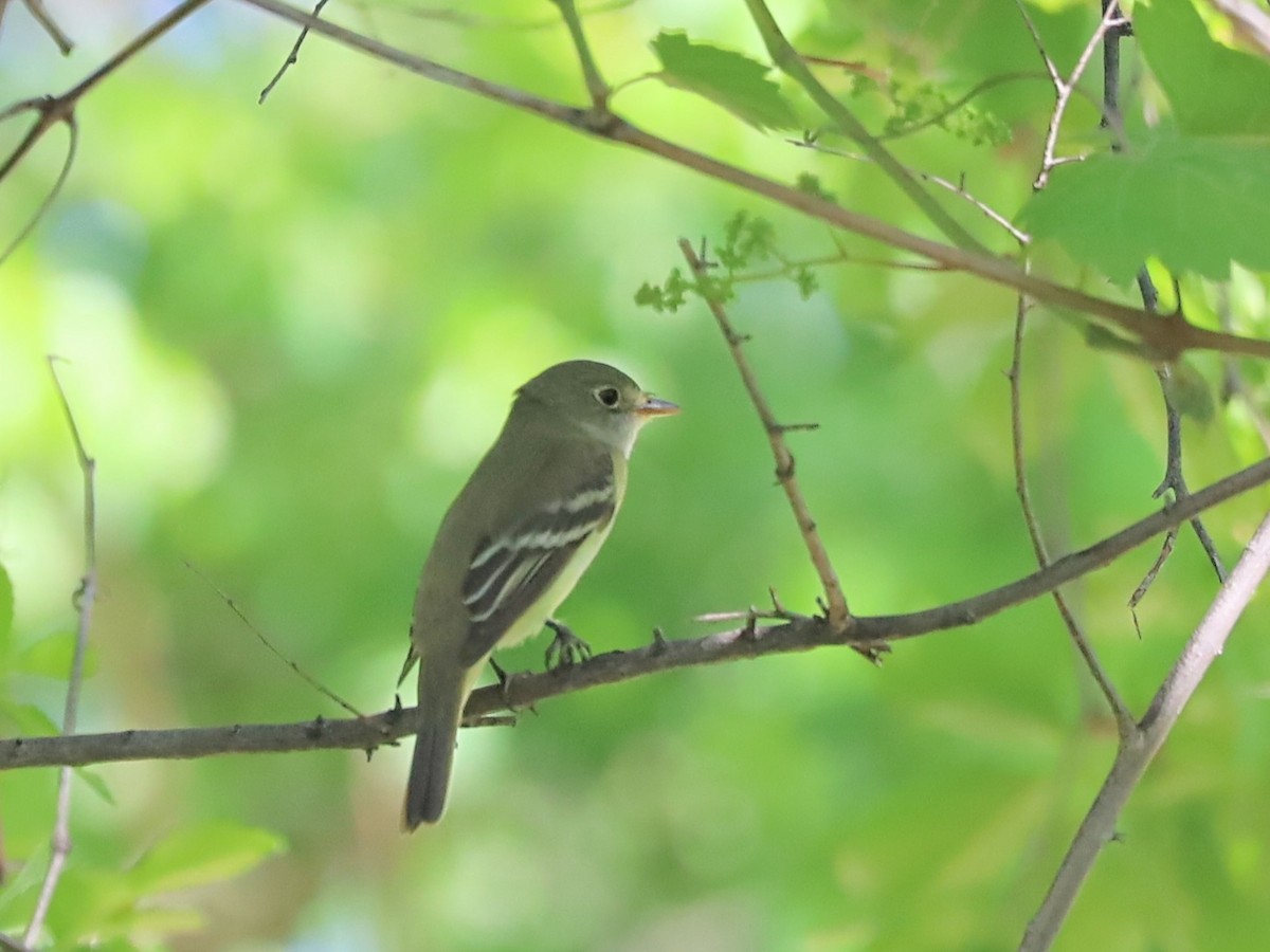 Alder Flycatcher - Nolan Kerr