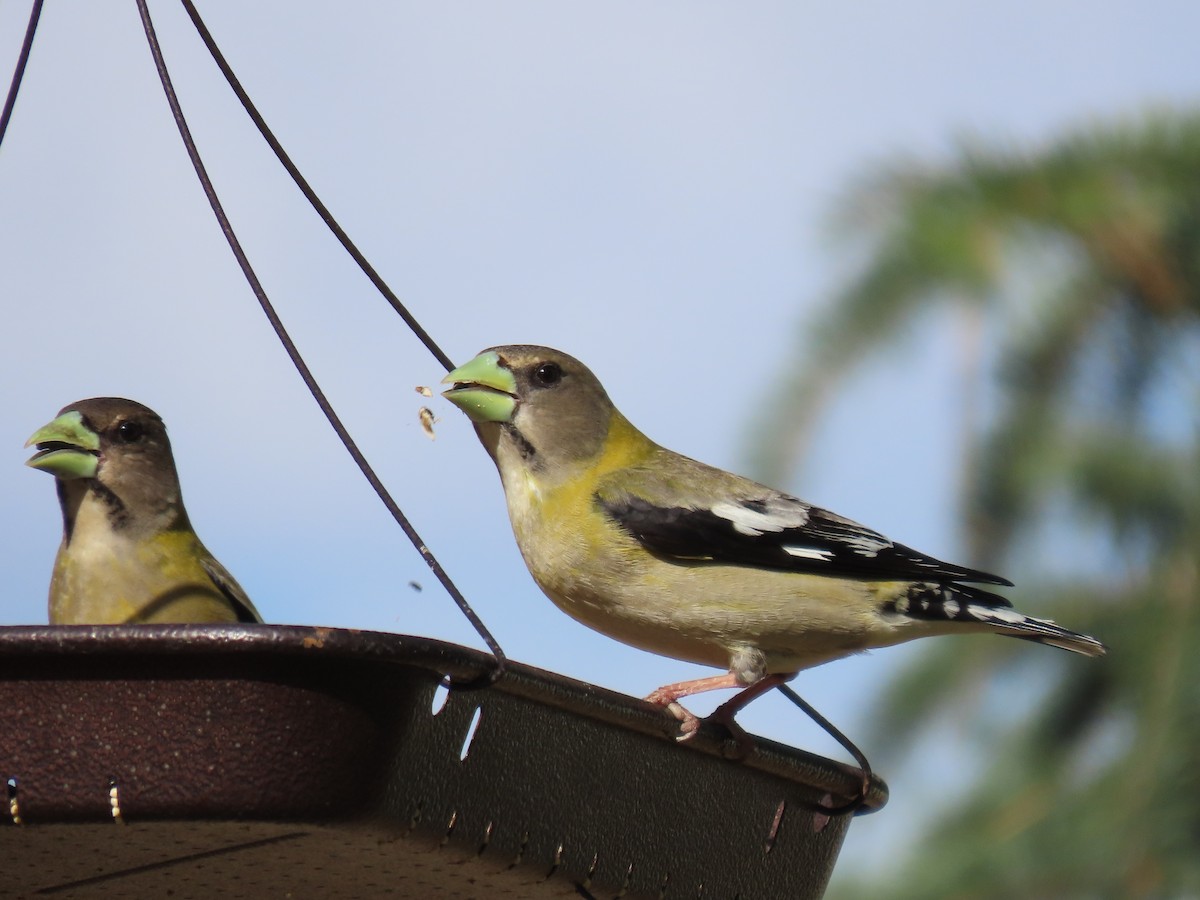 Evening Grosbeak - ML619327132