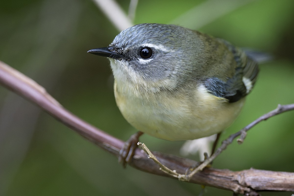 Black-throated Blue Warbler - Mitchell Goldfarb