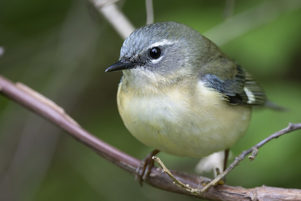 Black-throated Blue Warbler - Mitchell Goldfarb