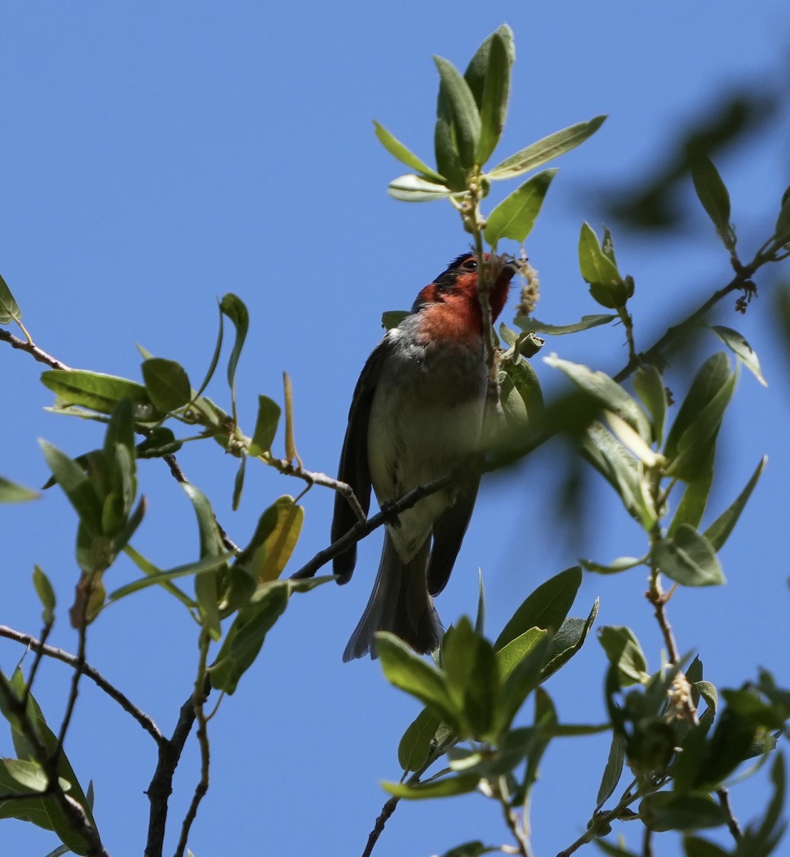 Red-faced Warbler - John Rhoades