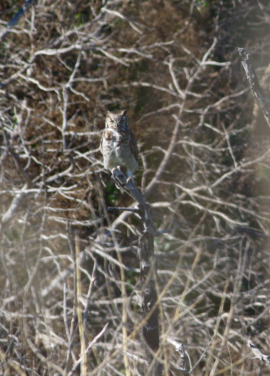 Great Horned Owl - Corey Entriken