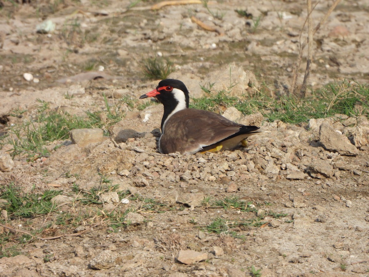 Red-wattled Lapwing - Prof Chandan Singh Dalawat