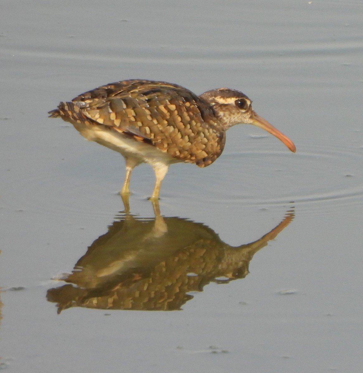 Greater Painted-Snipe - Prof Chandan Singh Dalawat