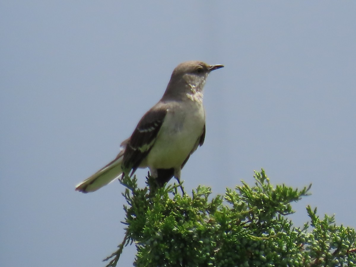 Northern Mockingbird - ML619327172