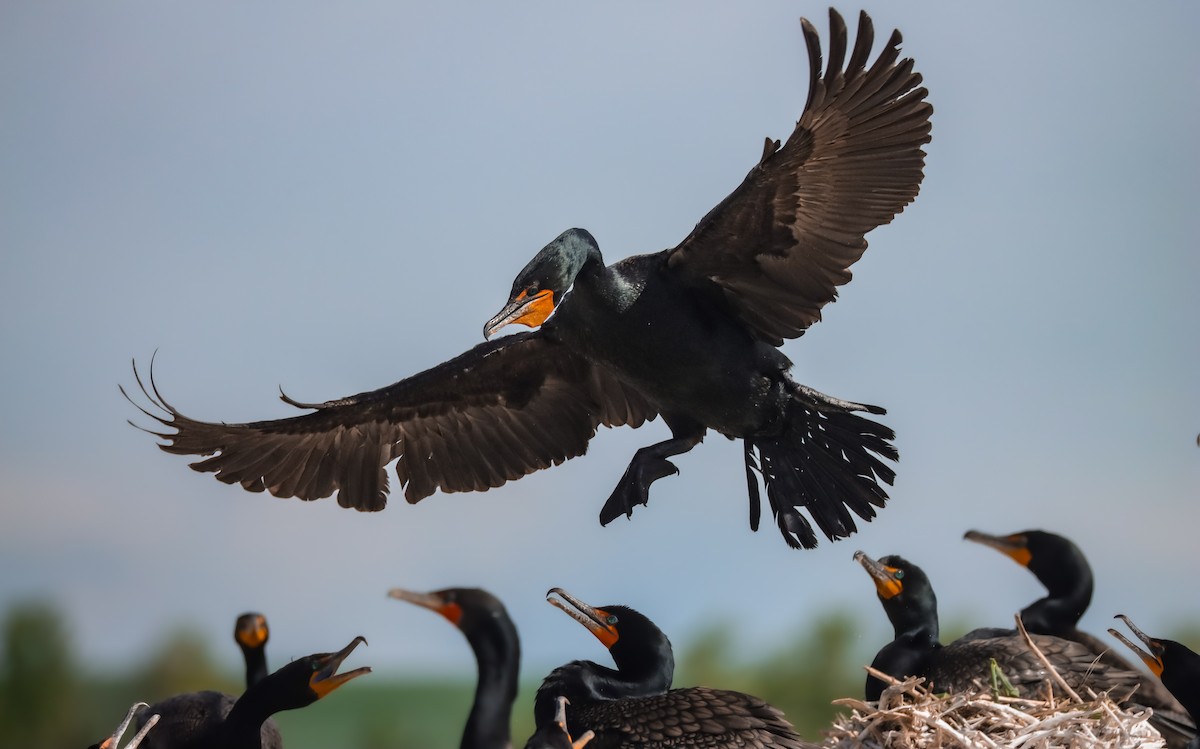 Double-crested Cormorant - Andrew Thomas 🦅🪶