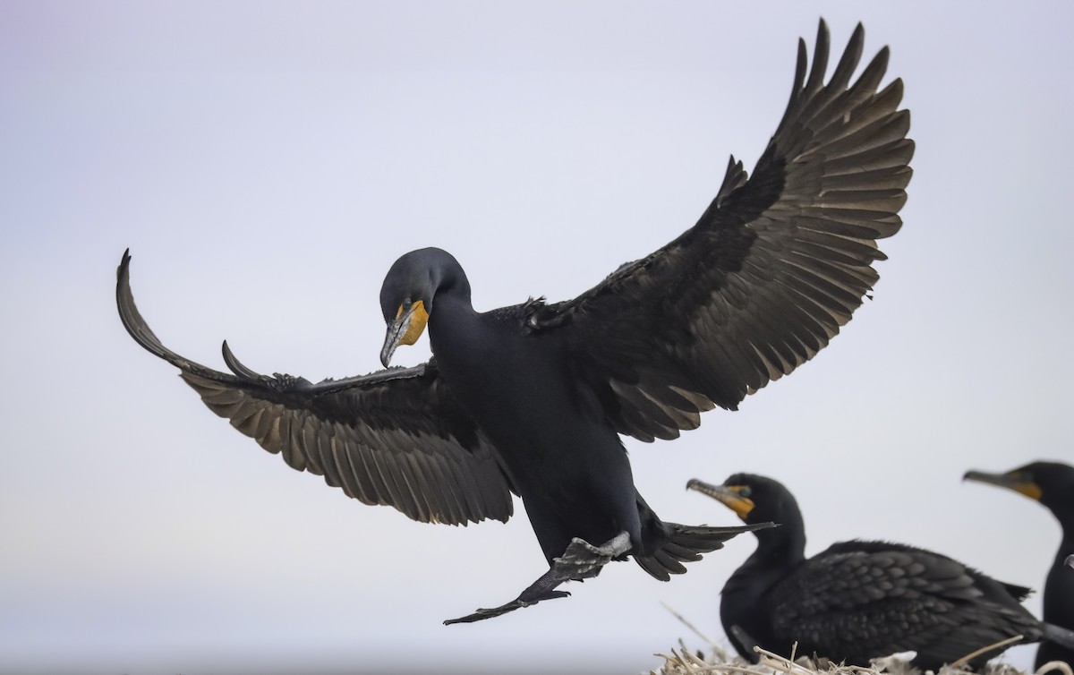 Double-crested Cormorant - Andrew Thomas 🦅🪶