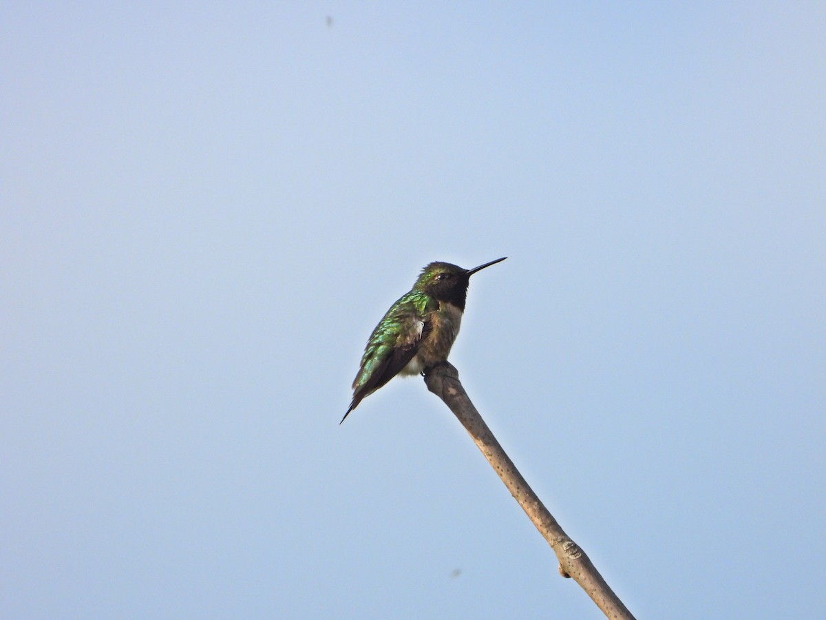 Ruby-throated Hummingbird - Pauline Binetruy