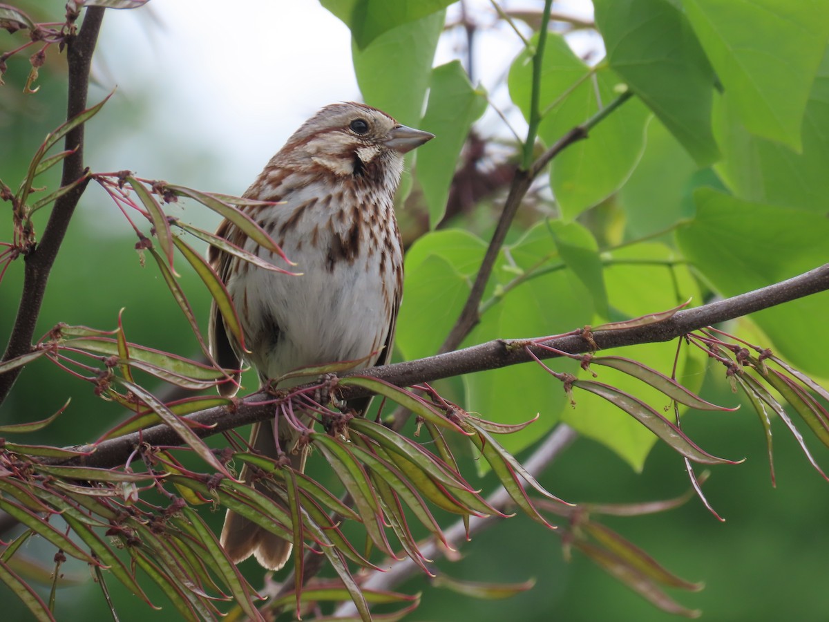 Song Sparrow - ML619327191