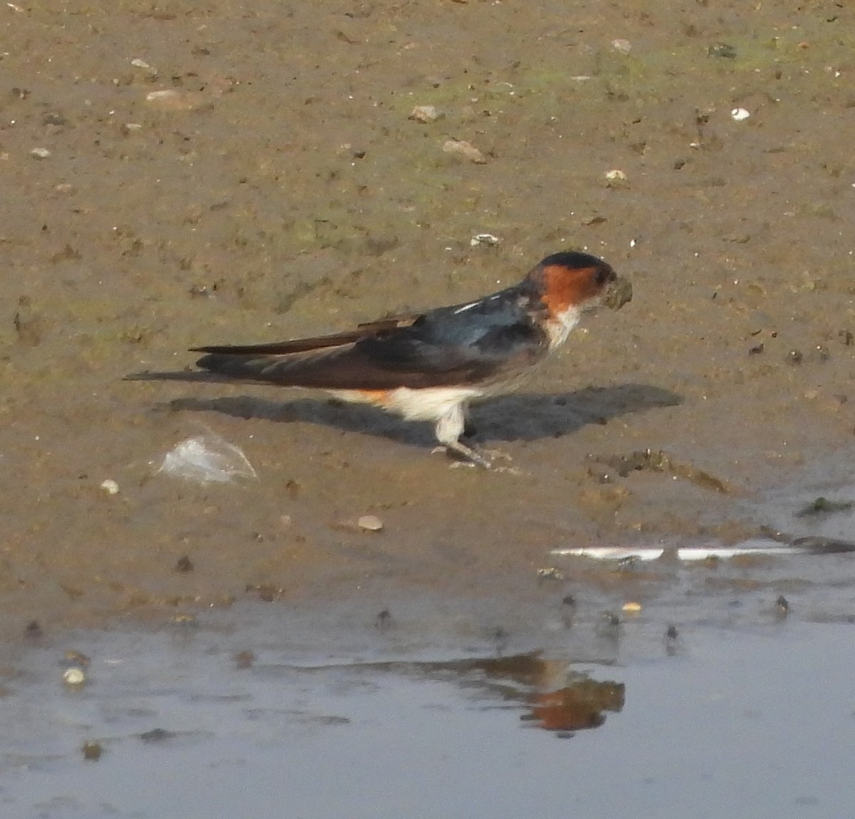 Red-rumped Swallow - Prof Chandan Singh Dalawat