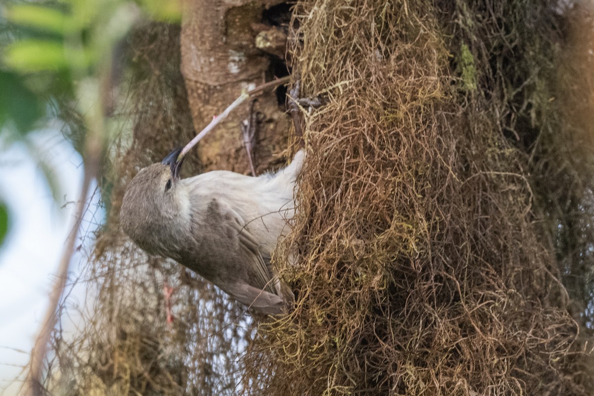 Woodpecker Finch - ML619327221