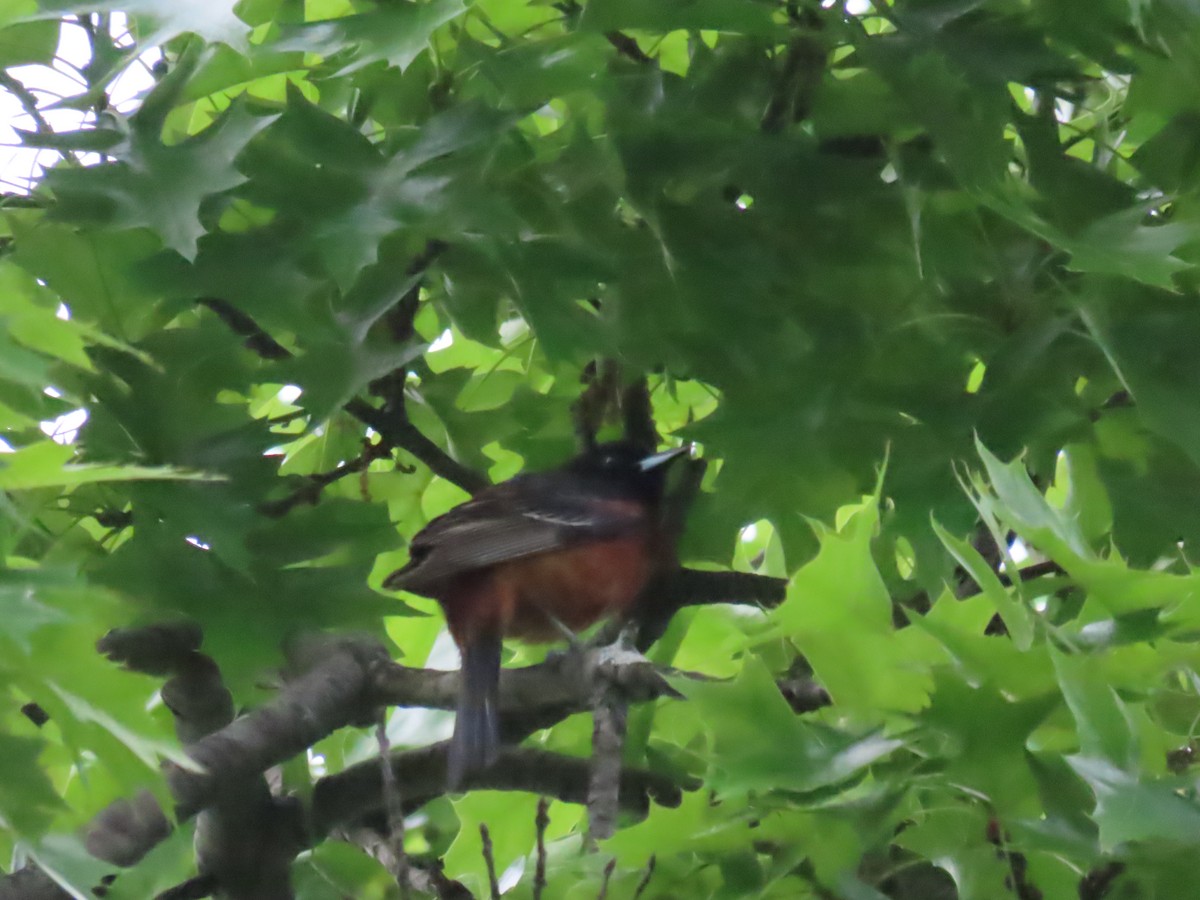 Orchard Oriole - ML619327231
