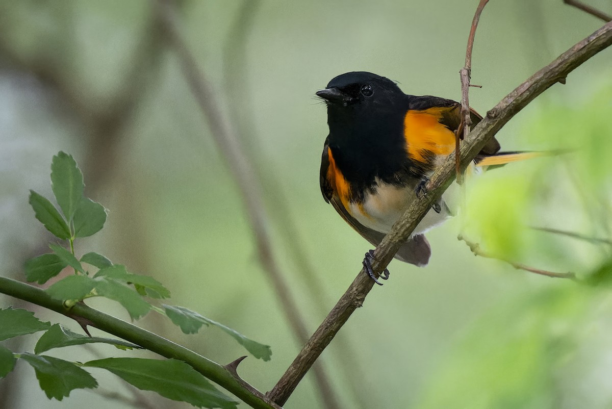 American Redstart - ML619327234