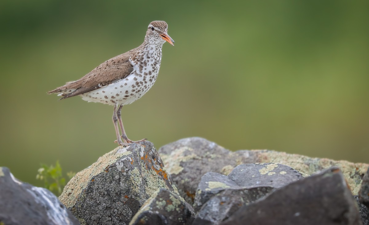 Spotted Sandpiper - Andrew Thomas 🦅🪶