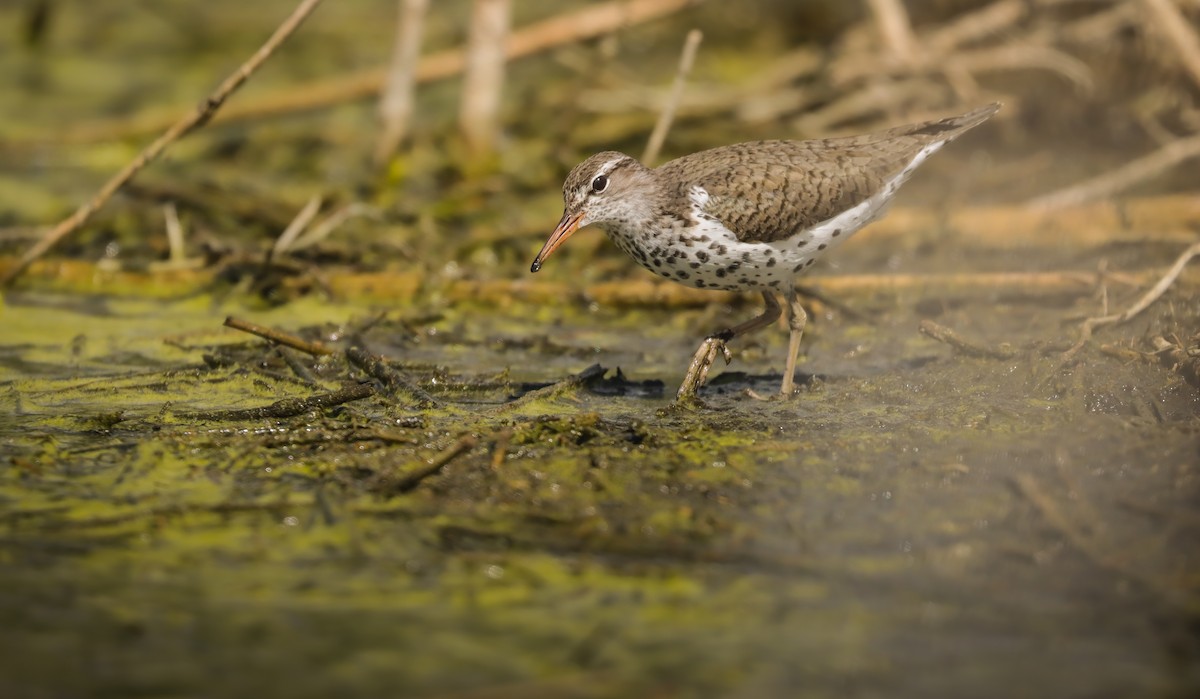 Spotted Sandpiper - Andrew Thomas 🦅🪶