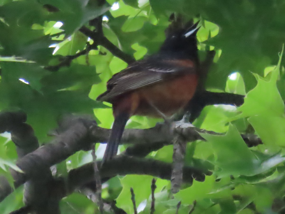 Orchard Oriole - ML619327247