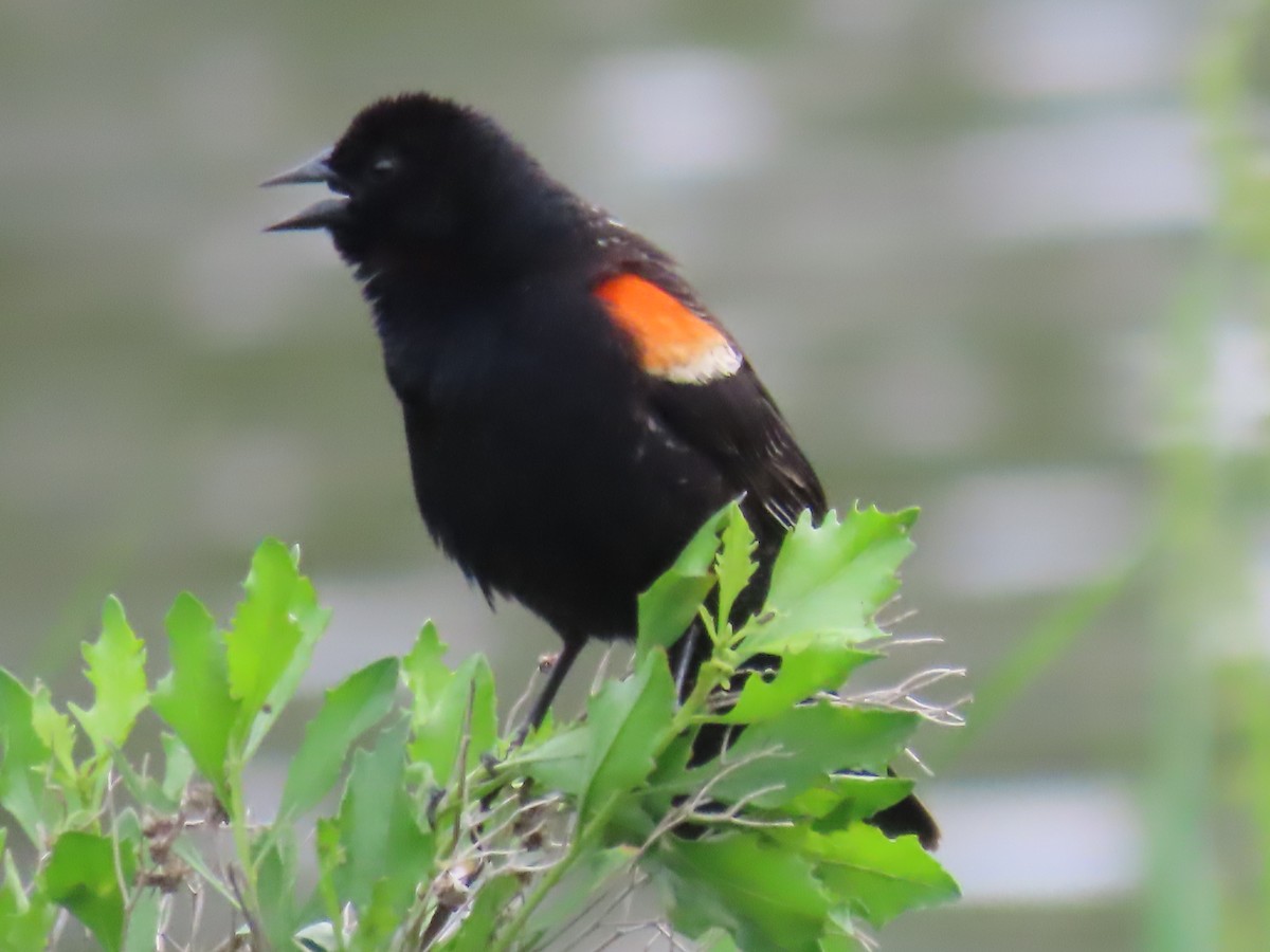 Red-winged Blackbird - Ursula  Mitra