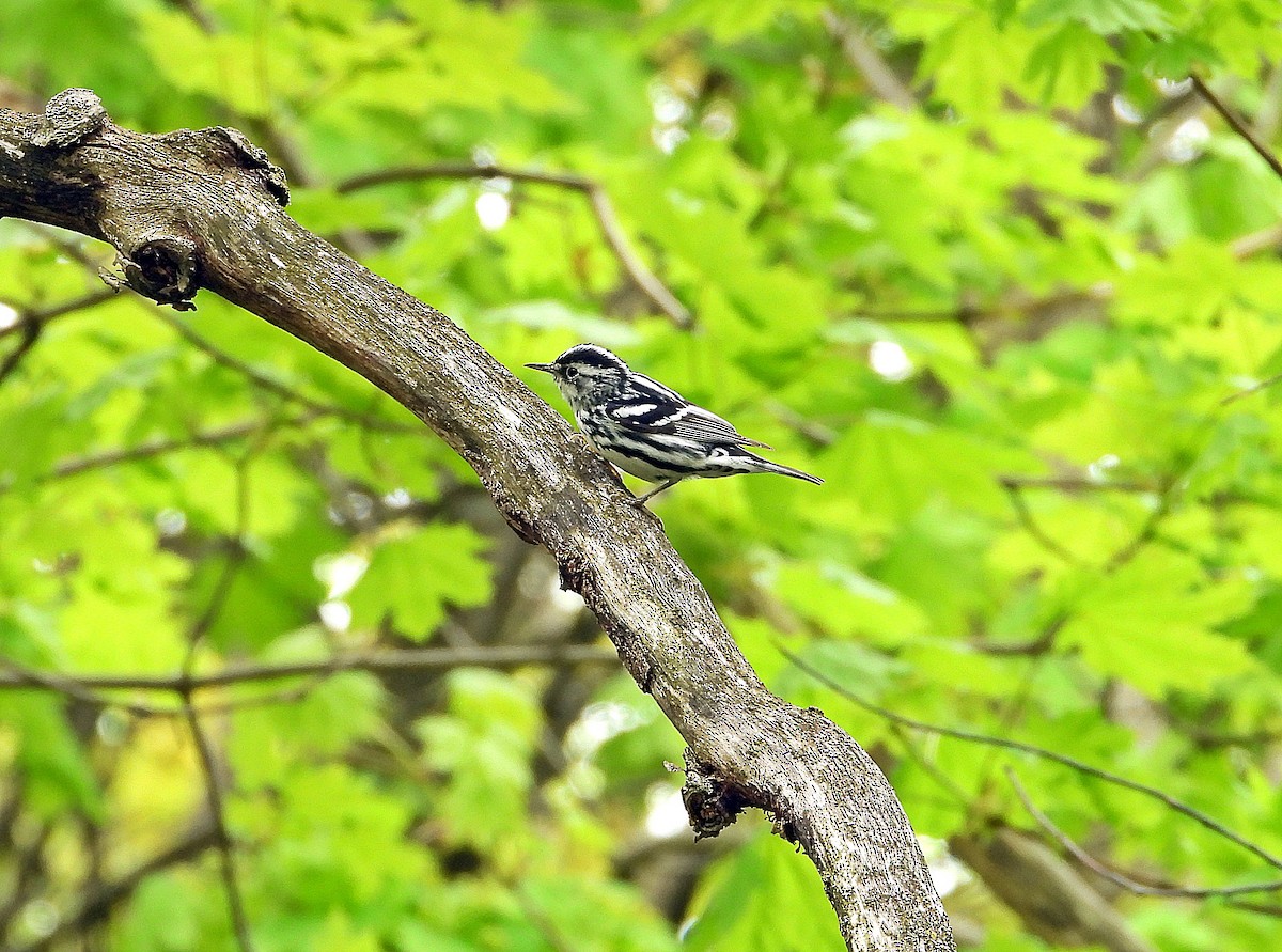 Black-and-white Warbler - Pauline Binetruy