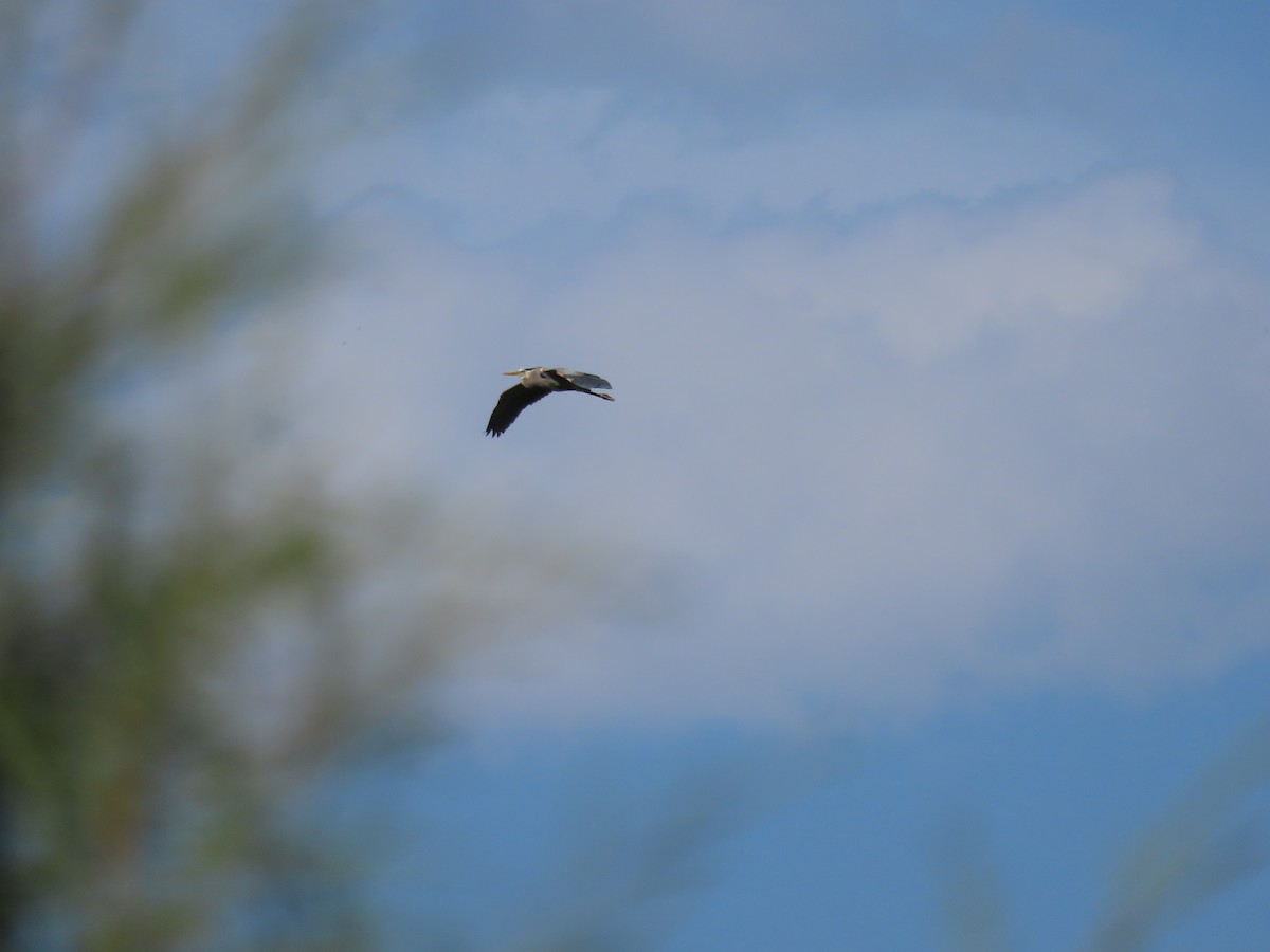Great Blue Heron - ML619327257