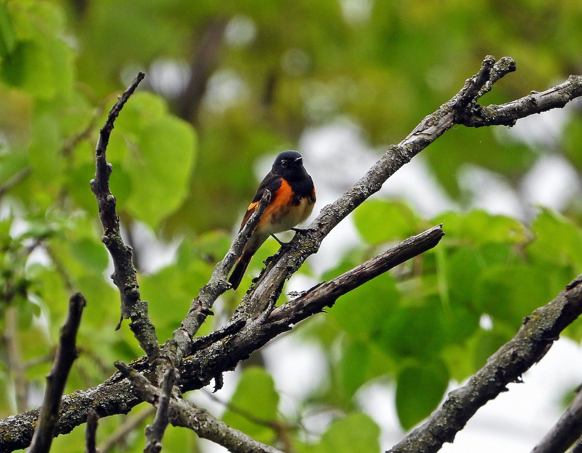 American Redstart - Pauline Binetruy