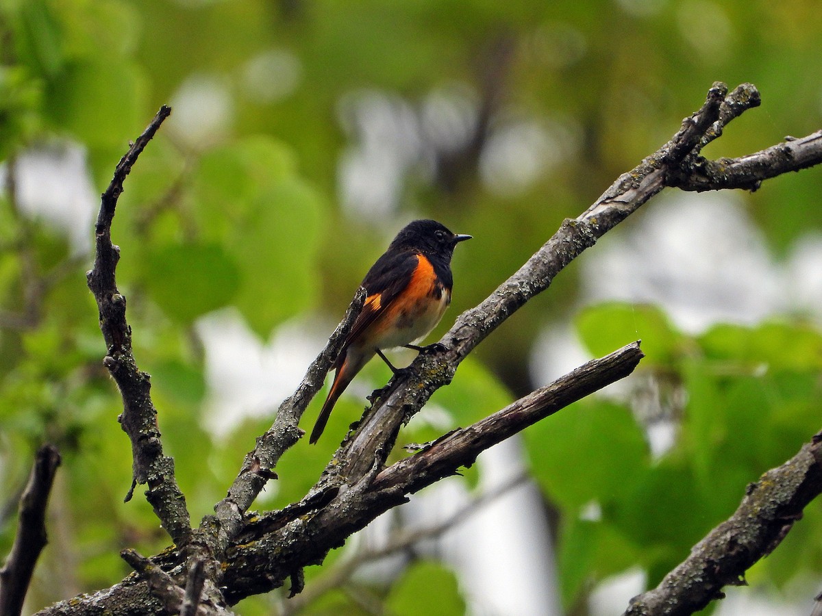 American Redstart - Pauline Binetruy