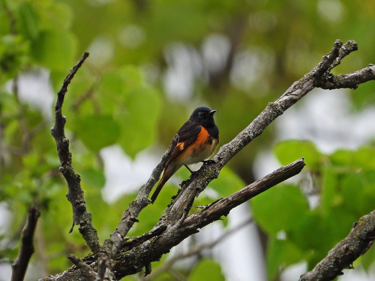 American Redstart - Pauline Binetruy