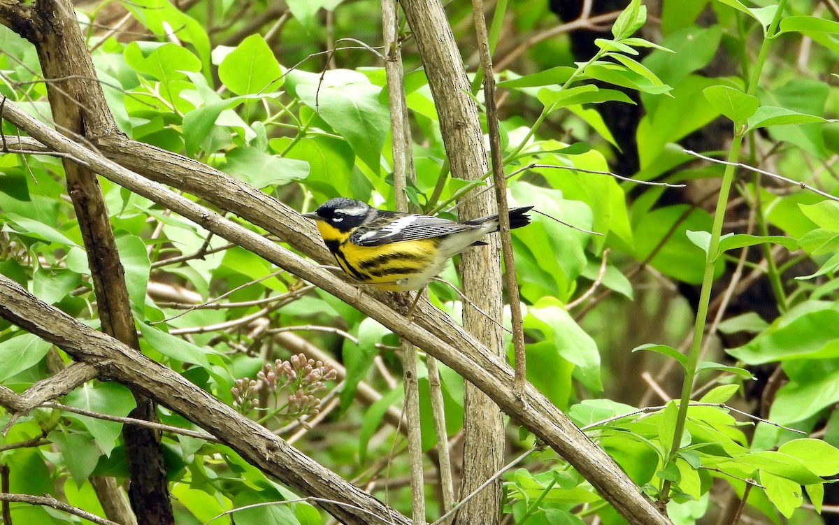 Magnolia Warbler - Pauline Binetruy