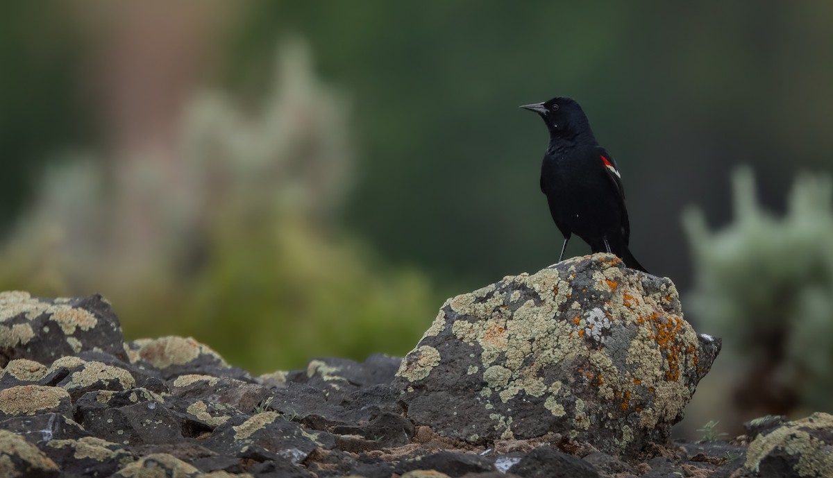 Tricolored Blackbird - Andrew Thomas 🦅🪶