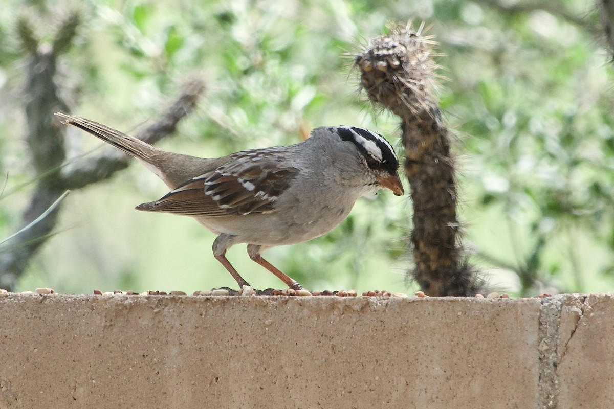White-crowned Sparrow (Dark-lored) - Craig Robson
