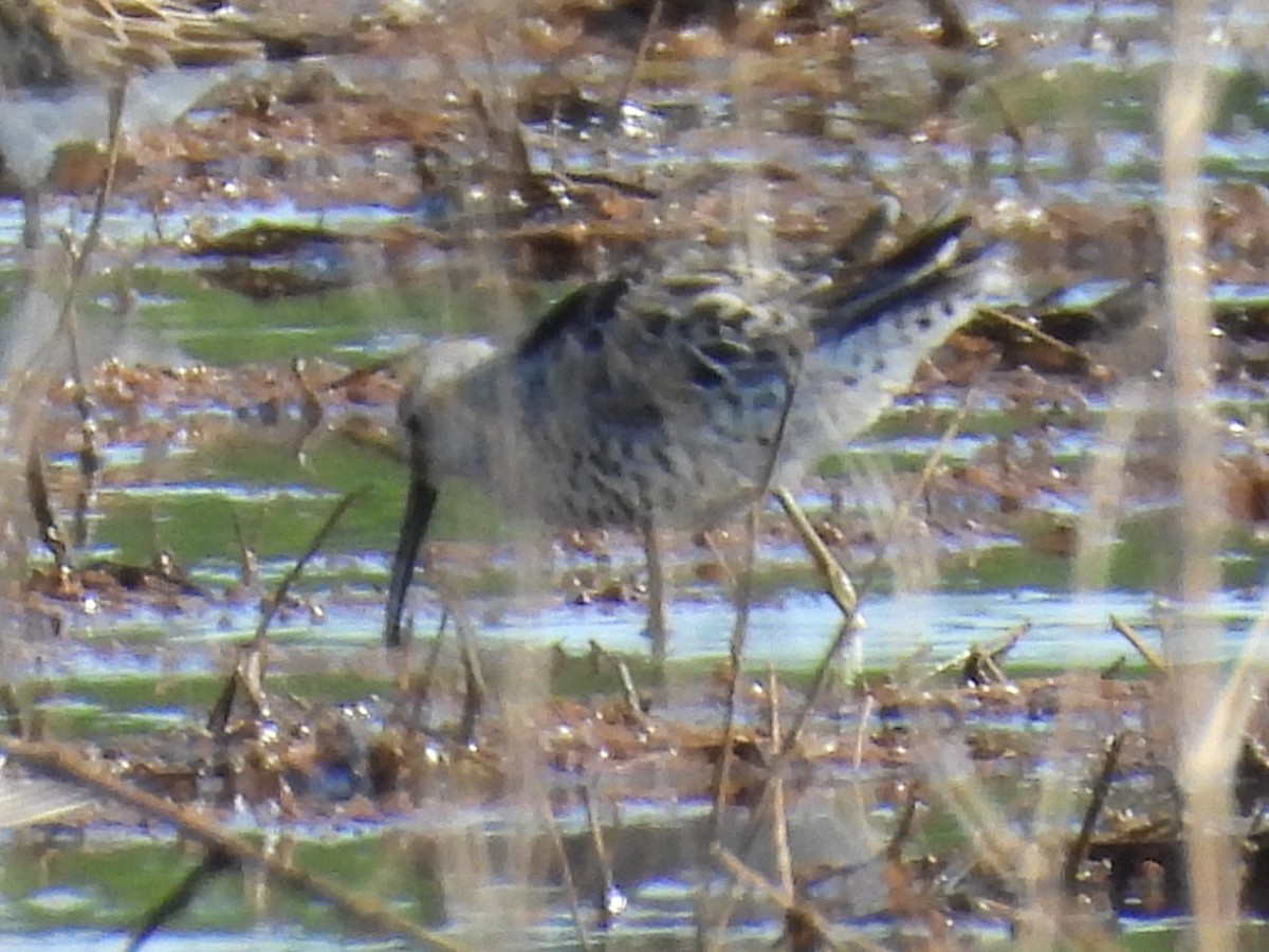 Stilt Sandpiper - ML619327287