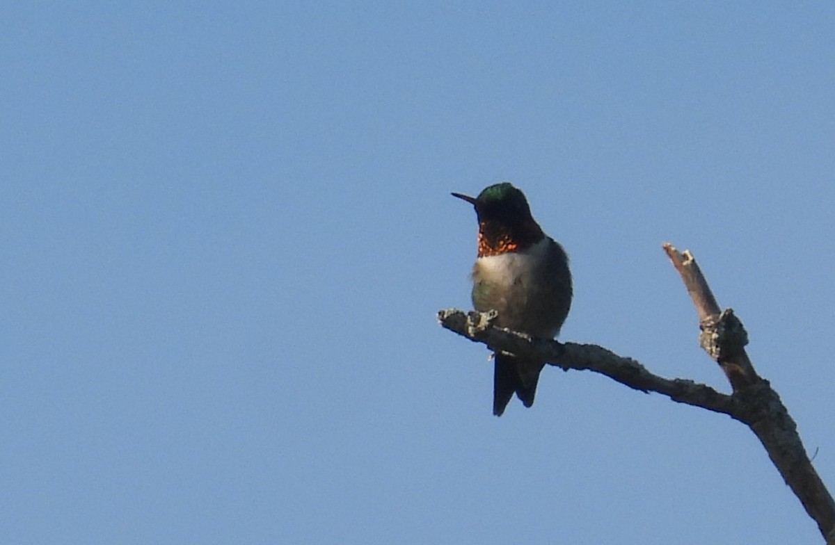 Ruby-throated Hummingbird - ML619327291