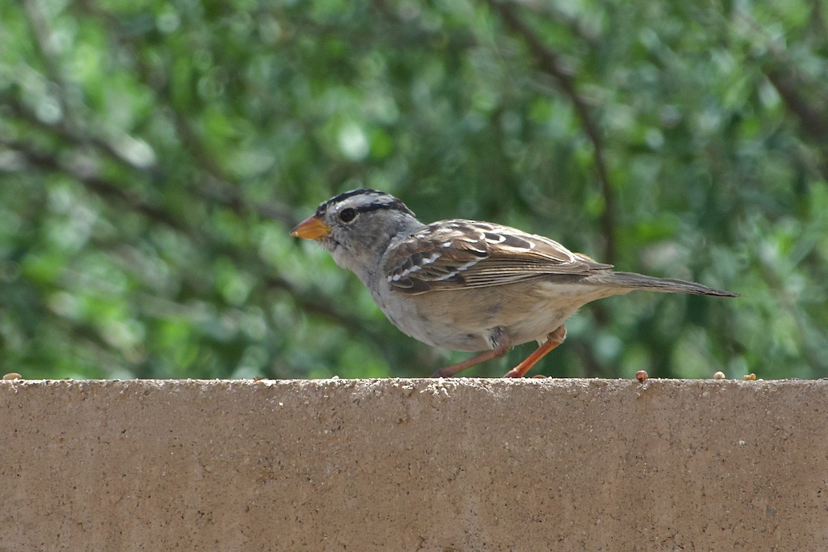 White-crowned Sparrow (Gambel's) - ML619327301