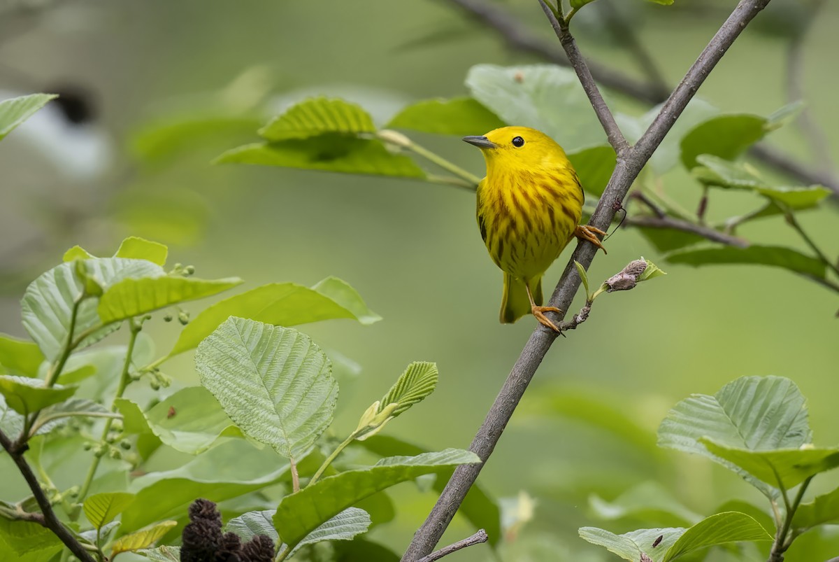 Yellow Warbler - ML619327306